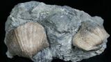 Pair Of Platystrophia Brachiopod Fossils #5767-1